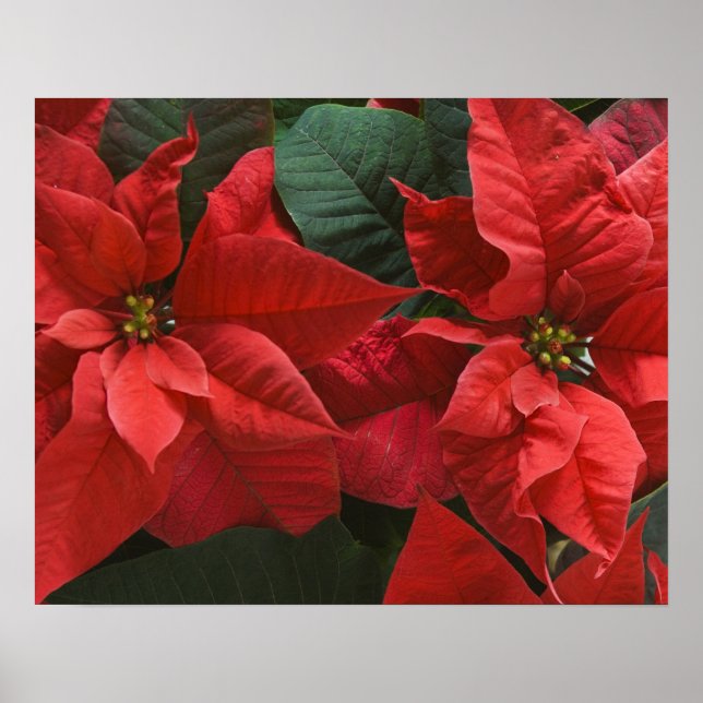 Poster EUA, WA, Detalhes da Poinsettia Vermelha (Euphorbi (Frente)