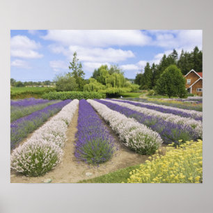 Póster EUA, WA, Sequim, Fazenda de Lavanda de Risco Roxo