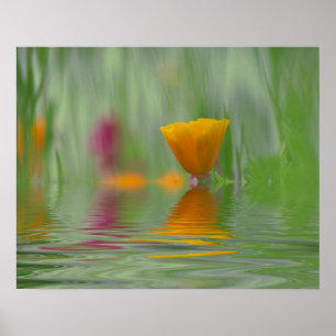 Poster EUA, Washington, abstrato do Close-up da Califórni