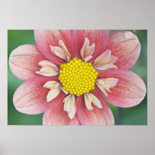 Poster EUA, Washington, Bellevue, Bellevue Botânico