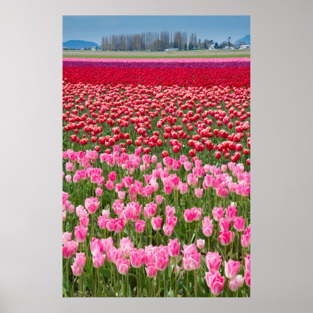 Poster EUA, Washington. Campo De Tulipas Multicoloridas (Frente)