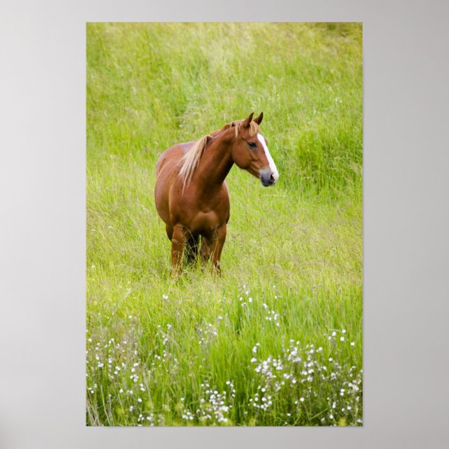 Poster EUA, Washington, Cavalo em Campo de Primavera, (Frente)