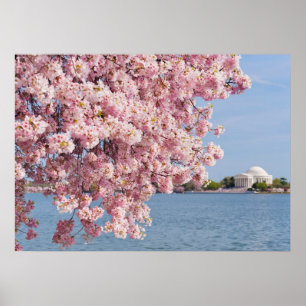 Póster EUA, Washington DC, árvore de cereja