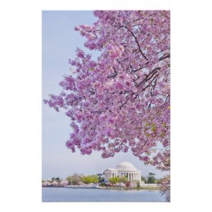 Póster EUA, Washington DC, árvore de cereja na flor