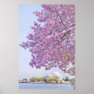 Póster EUA, Washington DC, árvore de cereja na flor