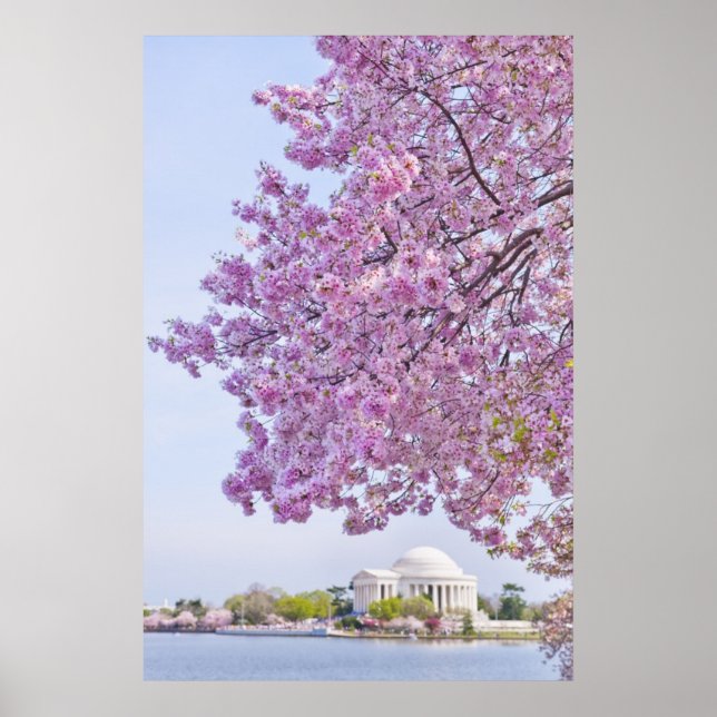 Póster EUA, Washington DC, cerejeira em floração (Frente)