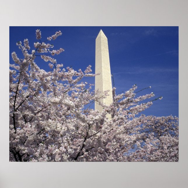 Póster EUA, Washington DC. Festival Cherry Blossom e (Frente)