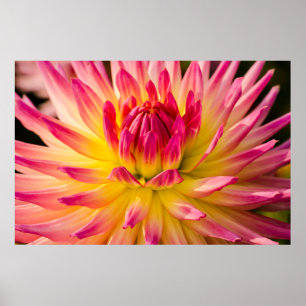 Poster EUA, Washington. Detalhe da Flor de Dahlia