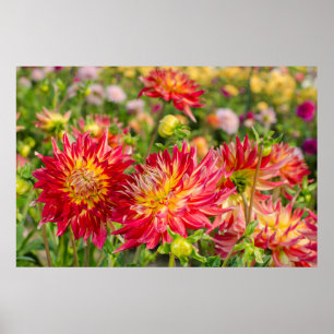 Póster EUA, Washington. Flores de Dahlia no Jardim