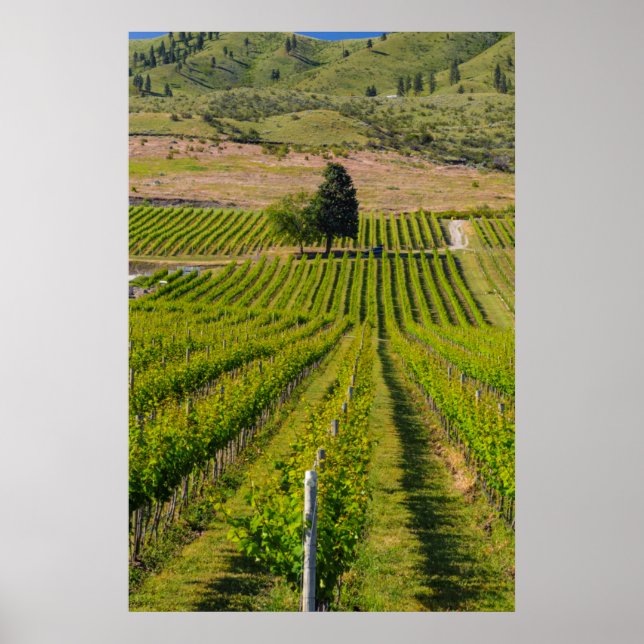 Póster EUA, Washington, Lago Chelan. Vinha 2 (Frente)