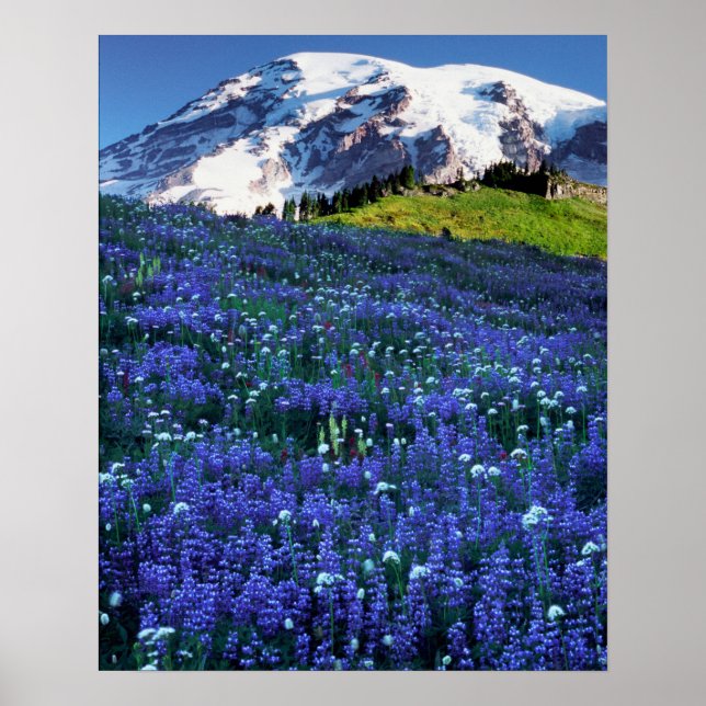 Poster EUA, Washington, Monte Rainier National Park. Mt. (Frente)