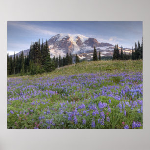 Póster EUA, Washington, Mt. Rainier NP, Mt. Rainier e