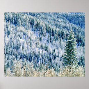 Poster EUA, Washington, Mt. Spokane State Park, Aspen 2