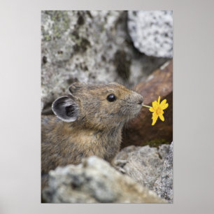 Poster EUA, Washington, North Cascades National Park,