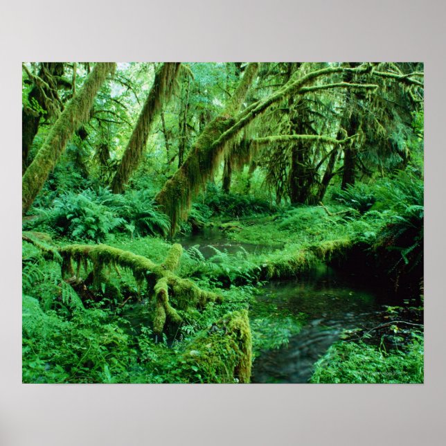 Póster EUA, Washington, Olimpiadas Nat. Park, Hoh Rain (Frente)