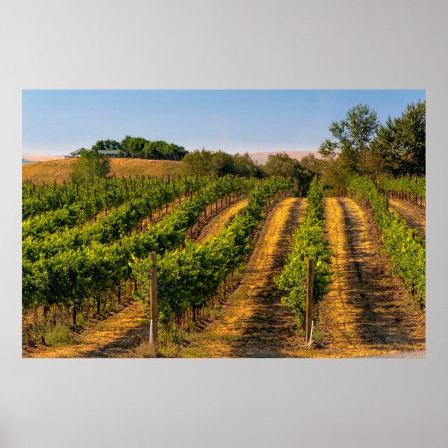 Poster EUA, Washington Oriental, Walla Walla Vineyards (Frente)