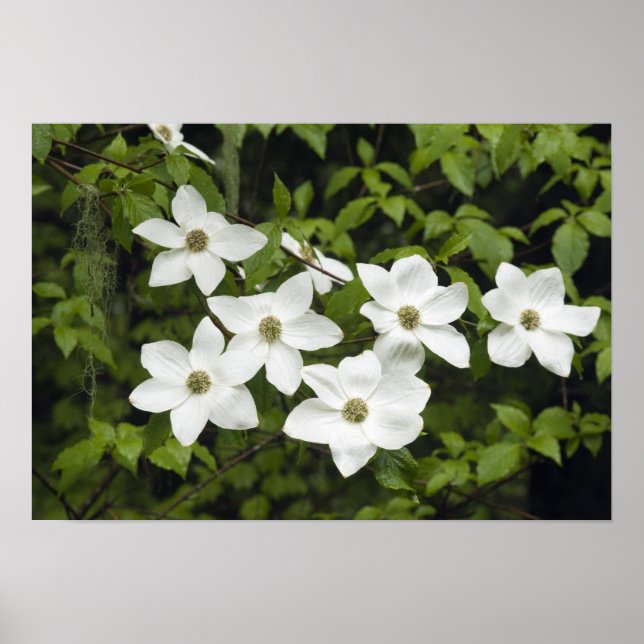 Poster EUA, Washington, Pacific Dogwood, Cornus (Frente)