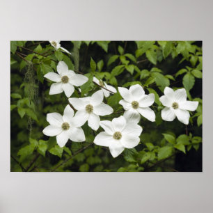 Poster EUA, Washington, Pacific Dogwood, Cornus