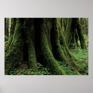 Póster EUA, Washington, Parque Nacional Olimpiadas, 2