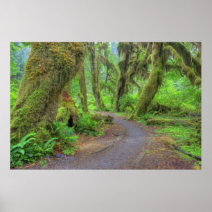 Póster EUA, Washington, Parque Nacional Olimpiadas, Hoh