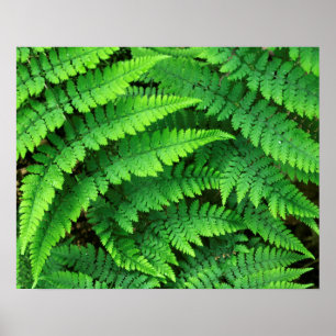 Póster EUA, Washington, Parque Nacional Olímpico, Athyriu