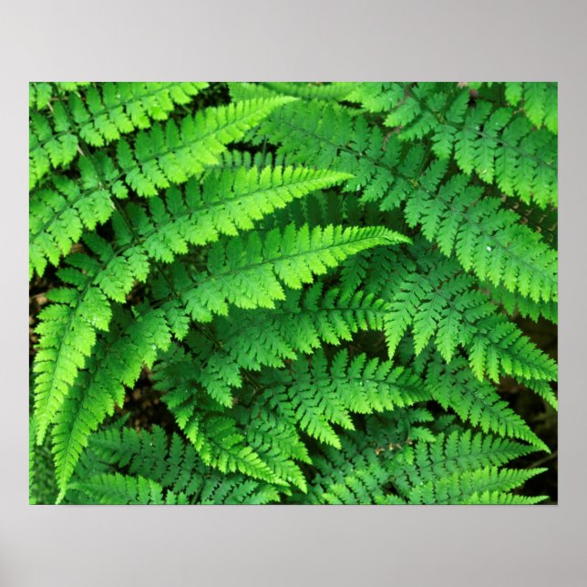 Póster EUA, Washington, Parque Nacional Olímpico, Athyriu (Frente)