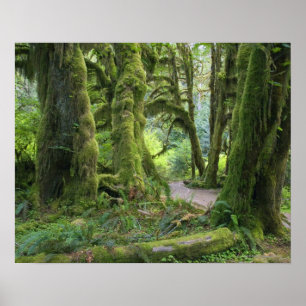 Póster EUA, Washington, parque nacional olímpico, chuva