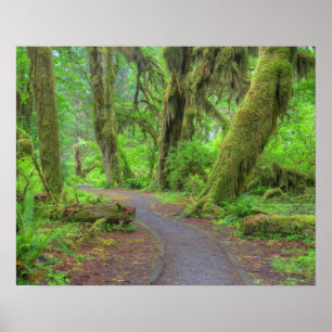 Poster EUA, Washington, Parque Nacional Olímpico, Chuva d