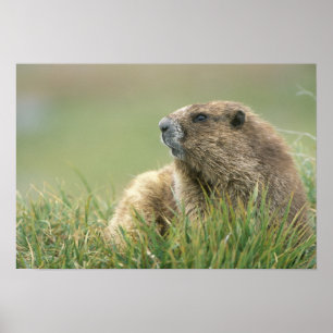 Poster EUA, Washington, Parque Nacional Olímpico, Marmota
