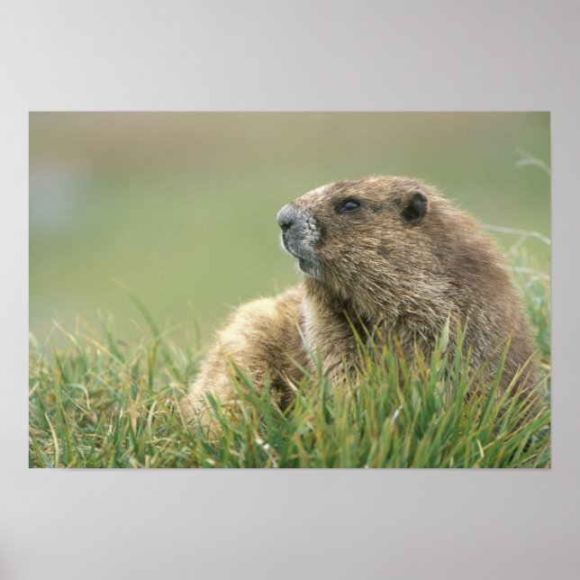 Poster EUA, Washington, Parque Nacional Olímpico, Marmota (Frente)