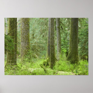 Póster EUA, Washington, Parque Nacional Olímpico, Primave