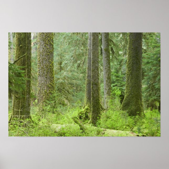Póster EUA, Washington, Parque Nacional Olímpico, Primave (Frente)