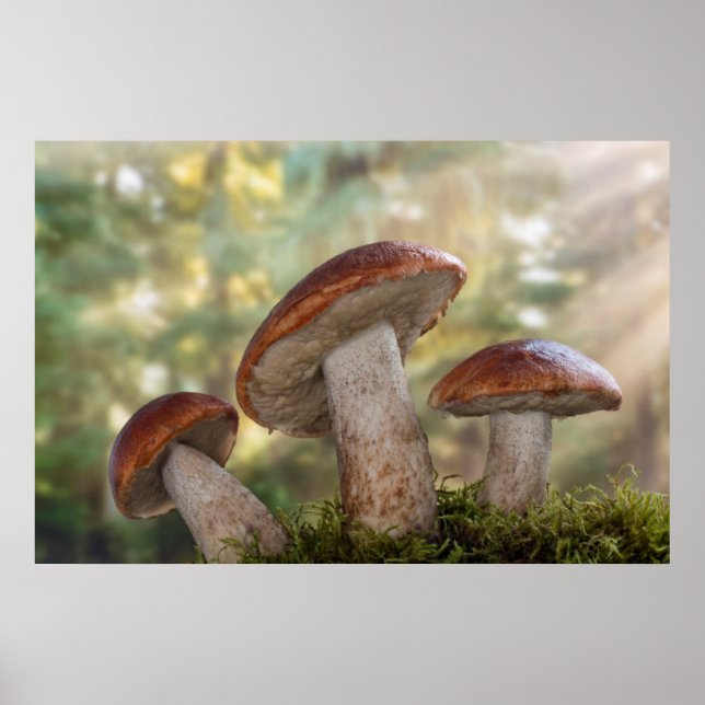 Póster EUA, Washington, Seabeck. Leccinum Insigne (Frente)
