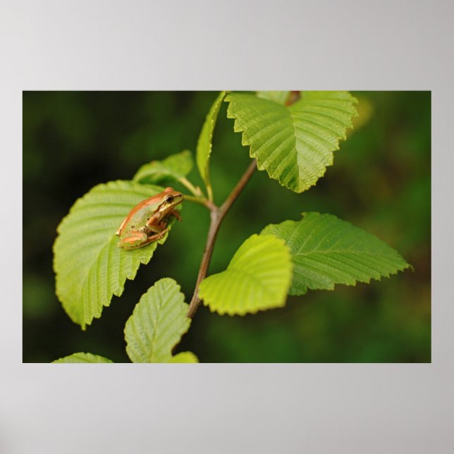 Póster EUA, Washington, Seattle, Discovery Park (Frente)