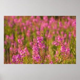 Póster EUA, Washington, Seattle, Discovery Park 3