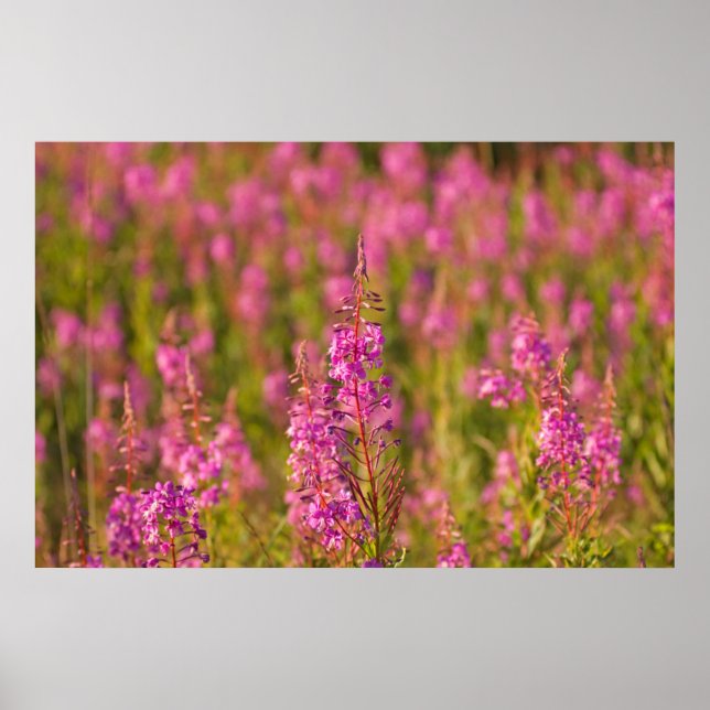 Póster EUA, Washington, Seattle, Discovery Park 3 (Frente)