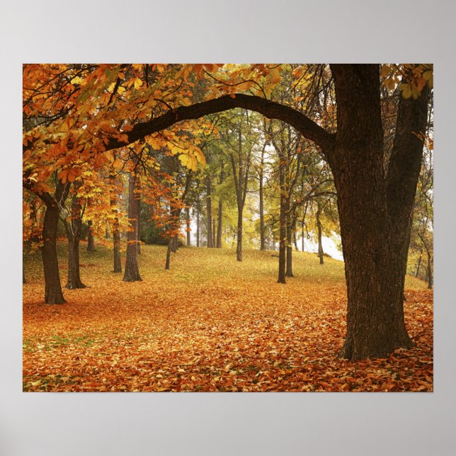 Póster EUA, Washington, Spokane, Manito Park, outono 2 (Frente)