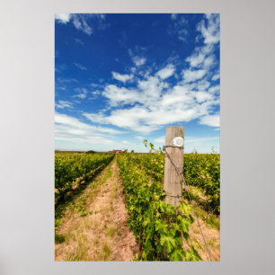 Póster EUA, Washington, Walla Walla. Cabernet Sauvignon