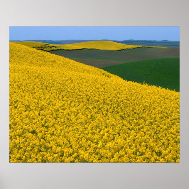 Poster EUA, Washington, Whitman County, Palouse, Canola (Frente)