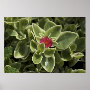 Póster EUA, Washington, Woodinville, flor de Sedum