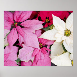 Póster EUA, Washington, Woodinville, Molbak's Nursery, 2