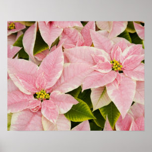 Póster EUA, Washington, Woodinville, Molbak's Nursery, 4