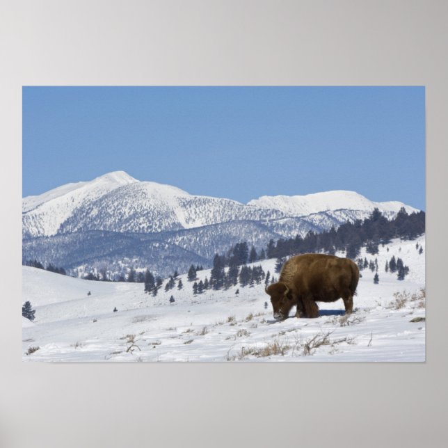 Póster EUA, WY, Yellowstone NP, American Bison (Frente)
