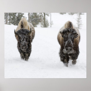 Poster EUA, WY, Yellowstone NP, bisonte americano