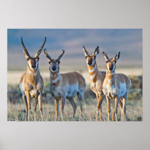 Póster EUA, Wyoming, 4 pronghorn antelopes dólares