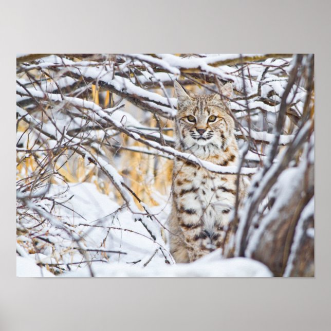 Poster EUA, Wyoming, Bobcat sentado em coberto de neve (Frente)