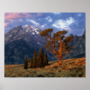 Poster EUA, Wyoming, Grand Teton NP. Um cedro solitário