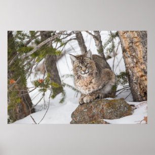 Póster EUA, Wyoming, Parque Nacional de Yellowstone, Linc