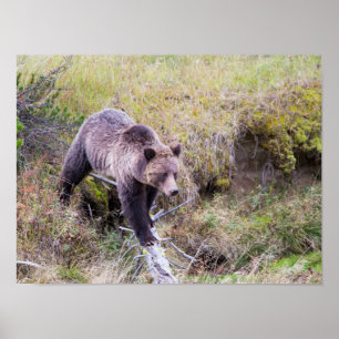 Poster EUA, Wyoming, Parque Nacional de Yellowstone, Urso