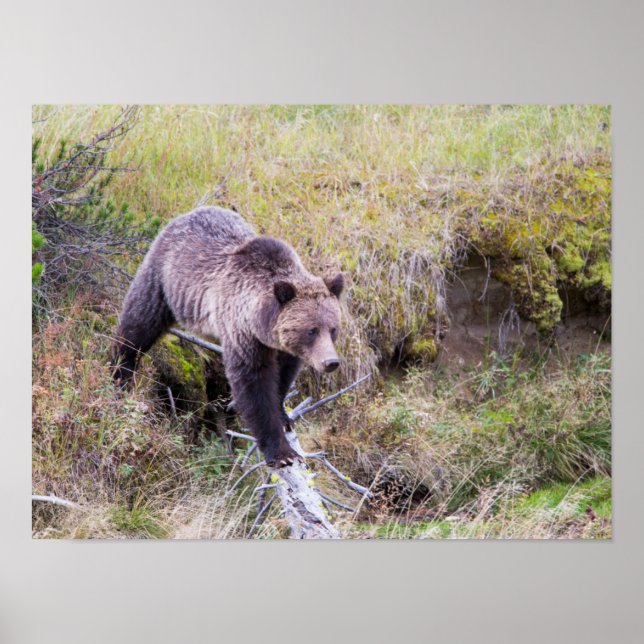 Poster EUA, Wyoming, Parque Nacional de Yellowstone, Urso (Frente)